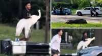 NYC bandits kidnap swan in bird-brained scheme, but mystery remains over its fate