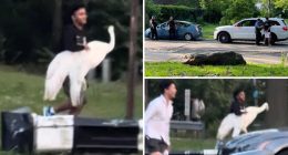 NYC bandits kidnap swan in bird-brained scheme, but mystery remains over its fate