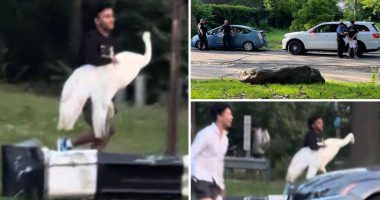 NYC bandits kidnap swan in bird-brained scheme, but mystery remains over its fate