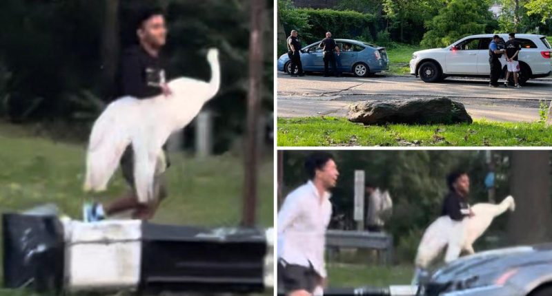 NYC bandits kidnap swan in bird-brained scheme, but mystery remains over its fate