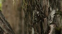 Poachers hunting rare Florida 'ghost' flowers, prompting extinction warning