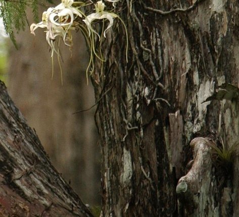 Poachers hunting rare Florida 'ghost' flowers, prompting extinction warning