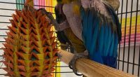 Potty-mouthed 'Samuel L. Jackson' parrot up for adoption