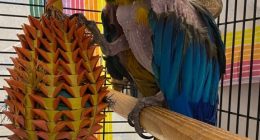 Potty-mouthed 'Samuel L. Jackson' parrot up for adoption