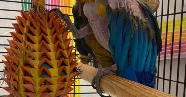 Potty-mouthed 'Samuel L. Jackson' parrot up for adoption