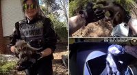 Raccoon family’s stay at a 'temporary Airbnb' cut short by animal control