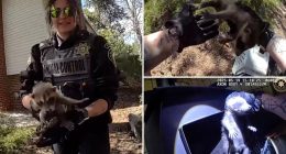 Raccoon family’s stay at a 'temporary Airbnb' cut short by animal control