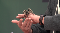 Repticon wraps weekend event in Lakeland