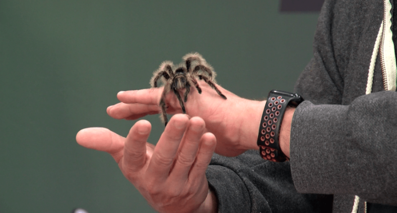 Repticon wraps weekend event in Lakeland