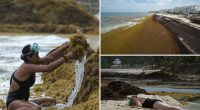 Sargassum seaweed invasion in Atlantic, Caribbean threatens to foul beach resorts