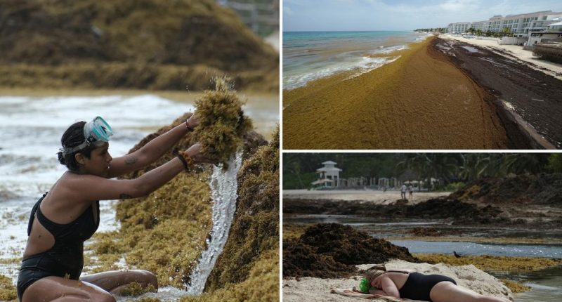 Sargassum seaweed invasion in Atlantic, Caribbean threatens to foul beach resorts