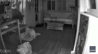 Security footage shows dog's dramatic showdown with full-sized bear inside California home