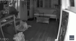 Security footage shows dog's dramatic showdown with full-sized bear inside California home