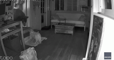 Security footage shows dog's dramatic showdown with full-sized bear inside California home
