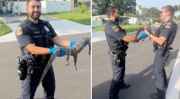 'Squealing' former New York cop wrangles first alligator in new job: 'Official welcome to Florida'