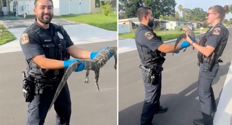 'Squealing' former New York cop wrangles first alligator in new job: 'Official welcome to Florida'