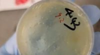 Third Chinese scientist charged with smuggling pathogen into US