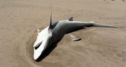 Three huge sharks wash up on busy Hamptons beach