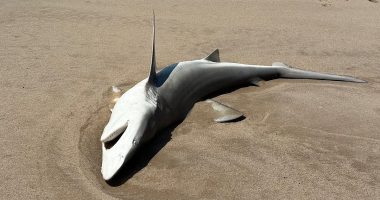 Three huge sharks wash up on busy Hamptons beach