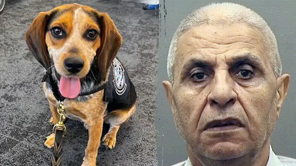 Traveler nabbed by CBP beagle at airport for carrying illicit food deported after kicking dog 'off the ground'