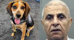 Traveler nabbed by CBP beagle at airport for carrying illicit food deported after kicking dog 'off the ground'