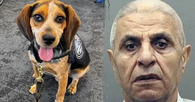 Traveler nabbed by CBP beagle at airport for carrying illicit food deported after kicking dog 'off the ground'