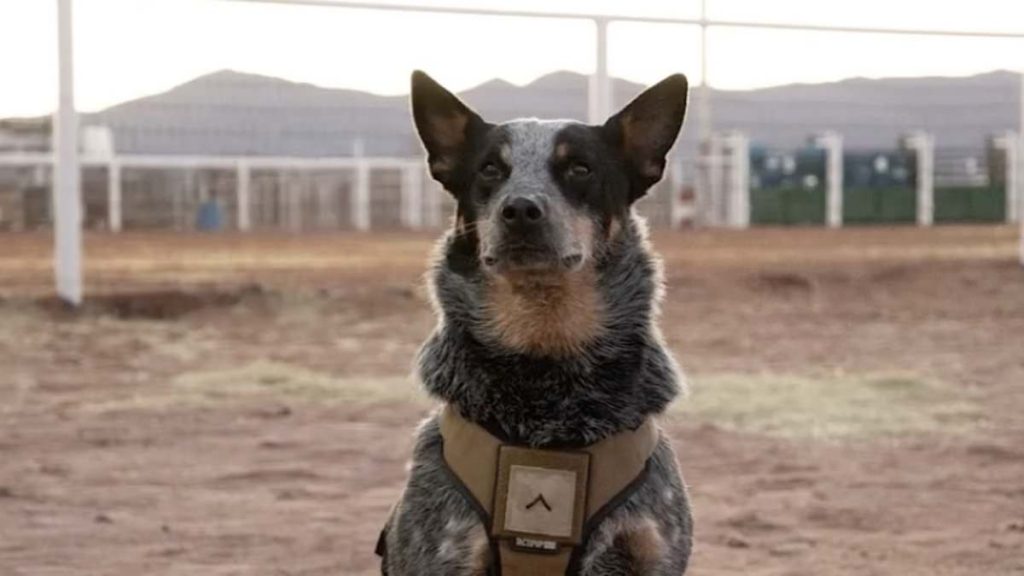 Trump military parade VIP guests include a dog named 'Doc Holliday'