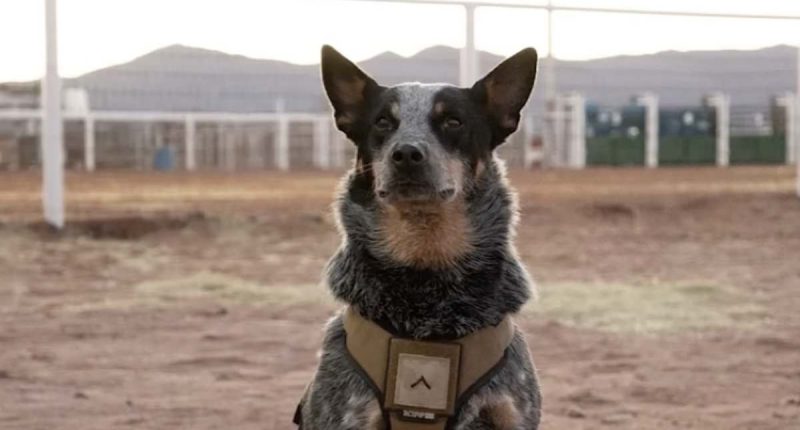 Trump military parade VIP guests include a dog named 'Doc Holliday'
