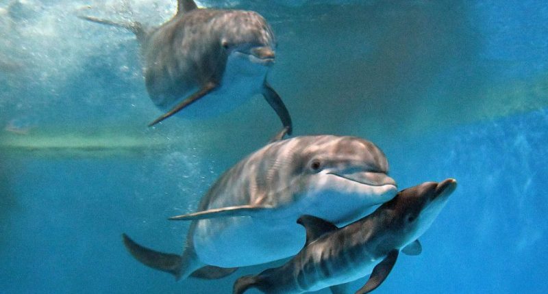 Video shows dolphin calf birth and first breath at Chicago zoo. Mom's friend helped