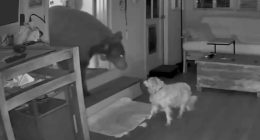 Security camera footage of a dog confronting a bear inside a home.