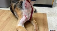 Wesley Chapel family says dog survived alligator attack in their backyard