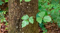 What Does Poison Ivy Rash Look Like? Effective Treatments and Warning Signs