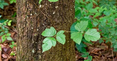 What Does Poison Ivy Rash Look Like? Effective Treatments and Warning Signs