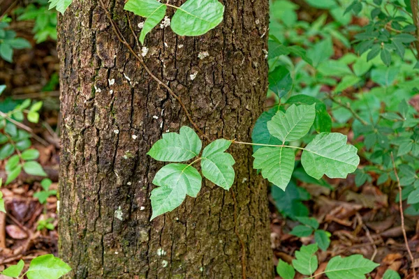 What Does Poison Ivy Rash Look Like? Effective Treatments and Warning Signs
