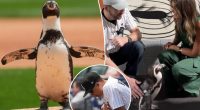 Woeful White Sox have penguin throw out first pitch