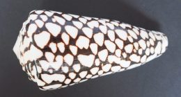 Woman picks up stunning shell at beach, then learns it was 'world's deadliest'