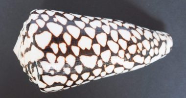 Woman picks up stunning shell at beach, then learns it was 'world's deadliest'