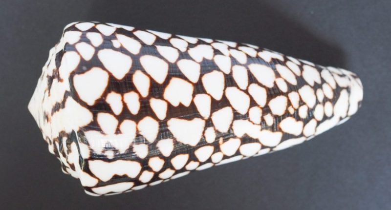 Woman picks up stunning shell at beach, then learns it was 'world's deadliest'