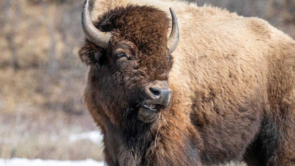 Yellowstone tourist gored by bison after group of visitors approached it too closely