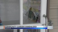 'Disappointing': Volunteers speak out on vandalism at Danville community garden