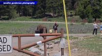 Tourists approach bison with baby in Yellowstone National Park. (Courtesy Rob and Jennifer Gunderson)