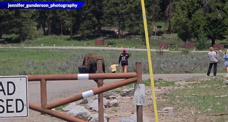 Tourists approach bison with baby in Yellowstone National Park. (Courtesy Rob and Jennifer Gunderson)
