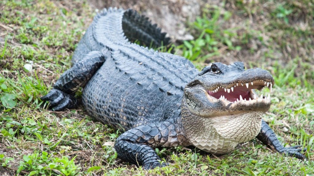 Alligator causes crash on I-4 in Volusia County, injuring Florida bikers