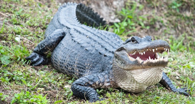 Alligator causes crash on I-4 in Volusia County, injuring Florida bikers