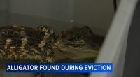 Alligator, husky dog left in Philadelphia, Pennsylvania home during eviction process