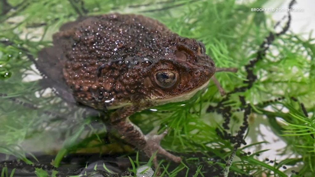 Bad Bunny video featuring Puerto Rican crested toad helps Brookfield Zoo Chicago's conservation efforts, officials tell ABC7