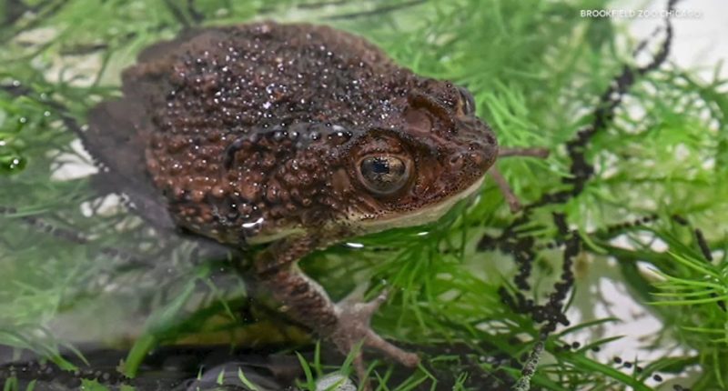 Bad Bunny video featuring Puerto Rican crested toad helps Brookfield Zoo Chicago's conservation efforts, officials tell ABC7