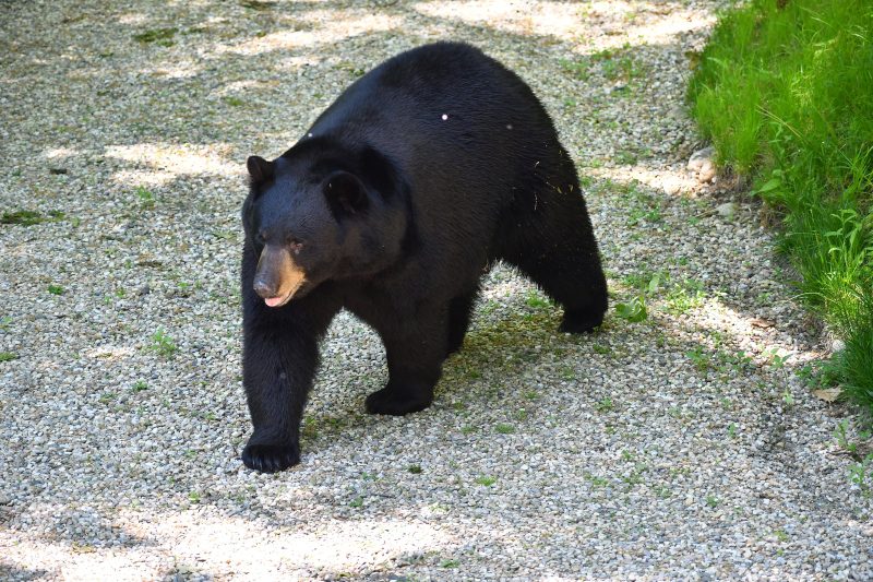 Bears invade NorCal home after notorious ‘den of thieves’ robbed it: DA