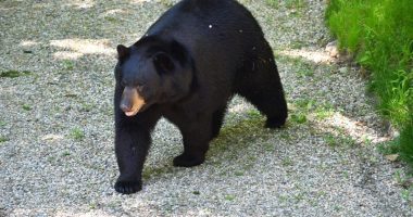Bears invade NorCal home after notorious ‘den of thieves’ robbed it: DA