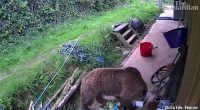 Brown Bears Mish and Lucy, both aged five, somehow escaped their enclosure inside Wildwood Devon, in Devon, and beelined for the park's food stores.